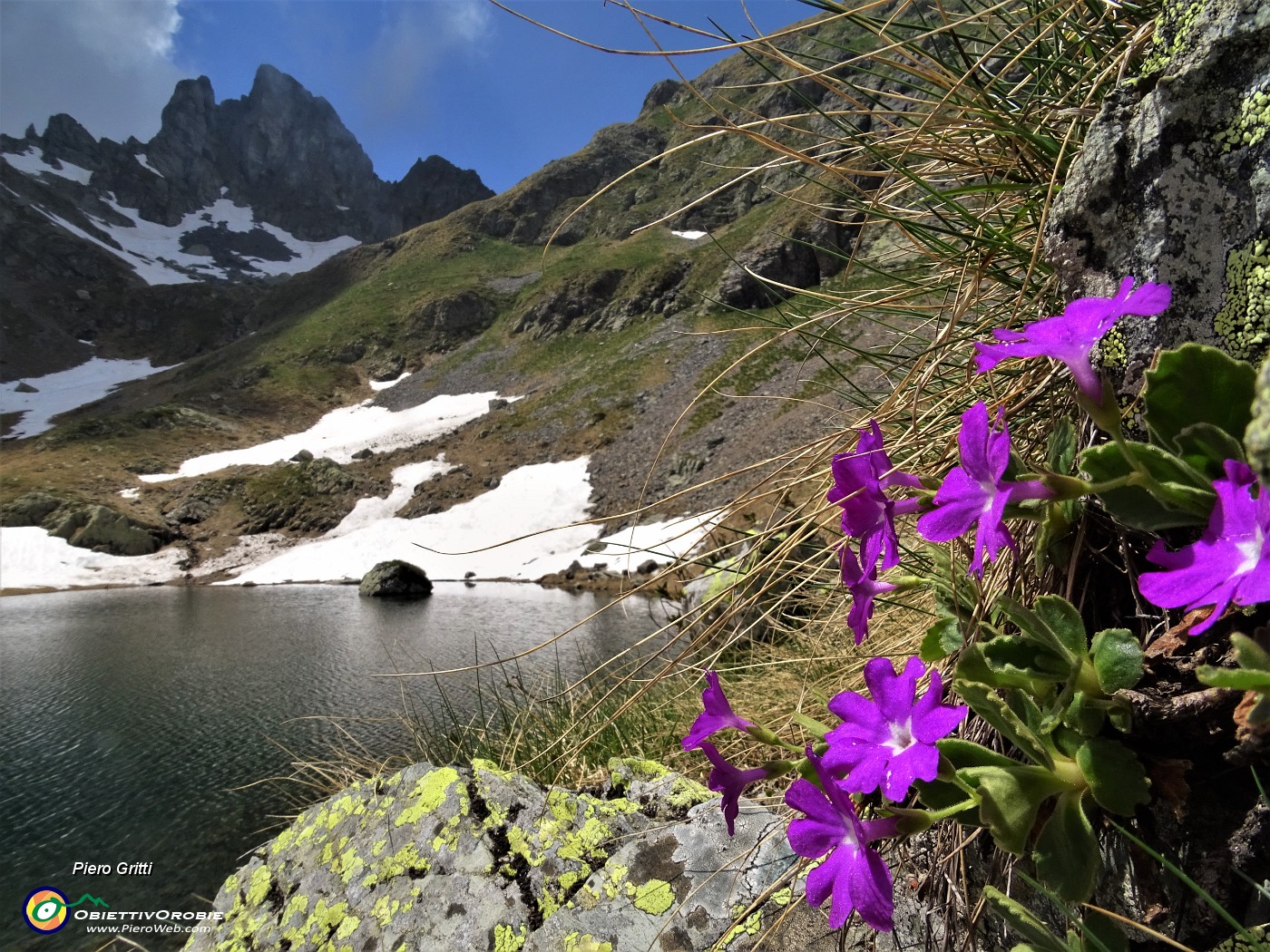 50 Primule irsute (Primula hirsuta) per i laghetti e il Valletto.JPG